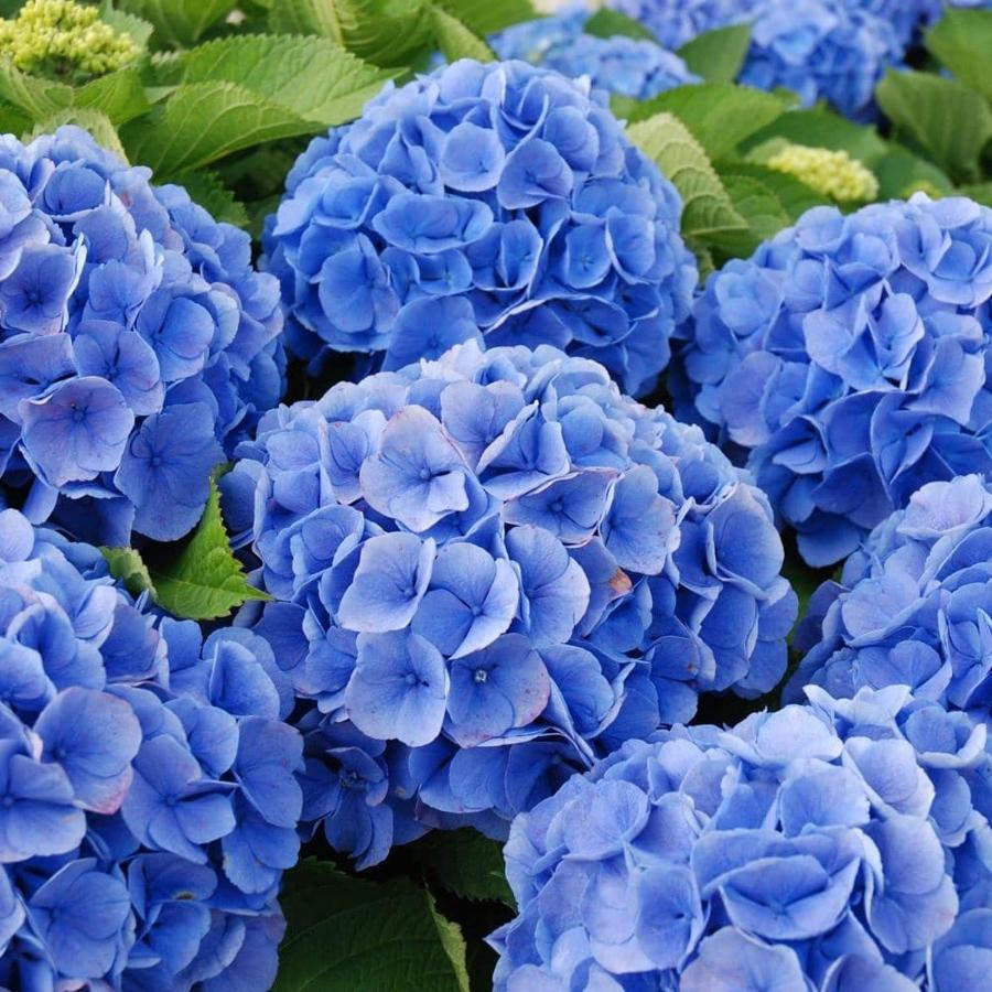 플뢰뮈르보두 Cote De Granit Rose 빌라 외부 사진
